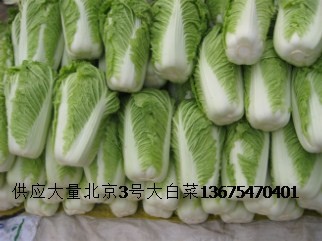 山东大白菜最新价格